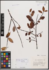 Salix bicolor Ehrh. ex Willd.